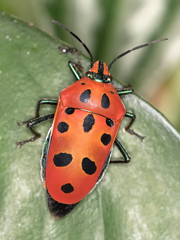 Harlequin Bug (Cantao parentum) (Cantao parentum)